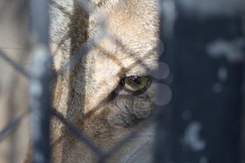 look wolf in captivity