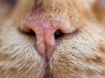 nose cat. macro