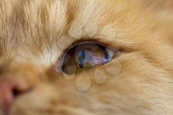 cat eye. macro