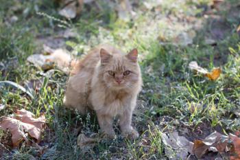 ginger cat in nature