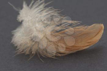 feather on a black background
