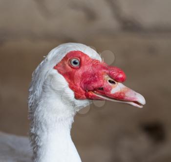 portrait of a white goose