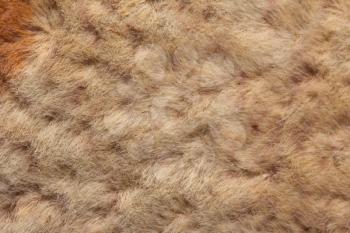 background of fur. macro