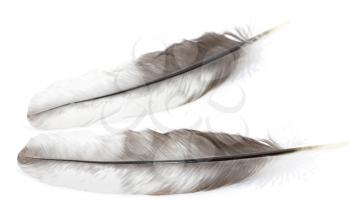 feather on a white background. macro