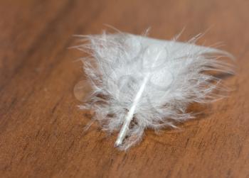 feather on a wooden background