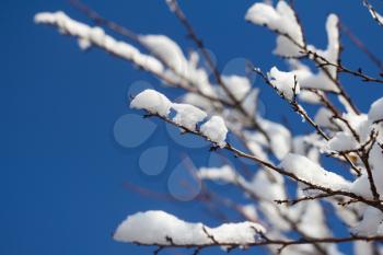 Snow on the branches of a tree against a blue sky
