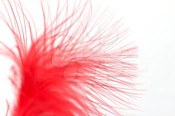 red feather on a white background. macro
