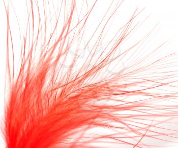 red feather on a white background. macro
