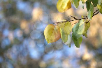 autumn leaf on a tree