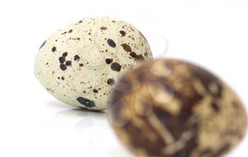 quail eggs on a white background. macro