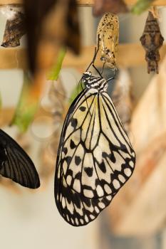 composite of various views of a monarch emerging from a chrysalis.