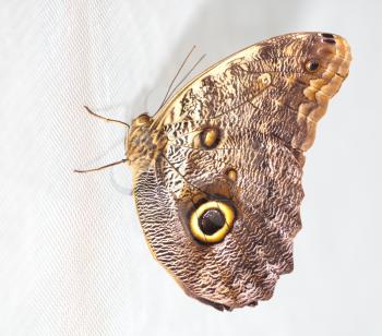 beautiful butterfly on a white background