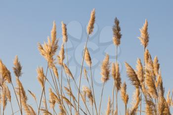 Dry reed - cane