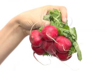 bunch of red radishes in a female hand