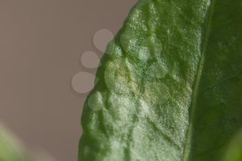 green leaf sorrel. macro