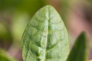 green leaf sorrel. macro
