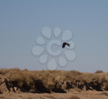crow in flight in the desert