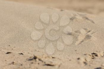bird tracks in the sand