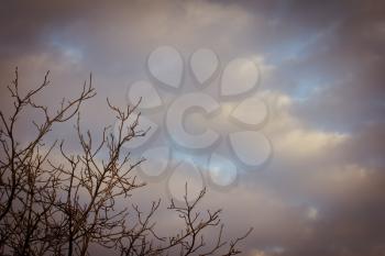 background of clouds at sunrise, and the branches of the tree