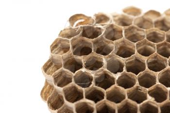 honeycombs   isolated on white background
