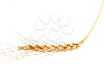 wheat on a white background