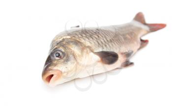 fish on a white background