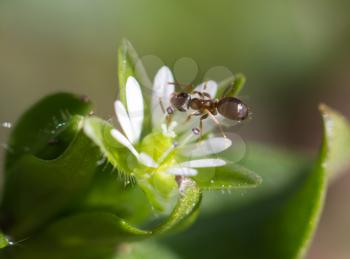 ant on a white flower. macro