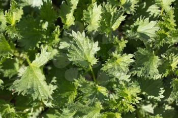 Close up of green nettle leaves with selective focus