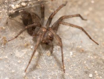 Funnel Web Weaver Grass Spider out on his funnel web