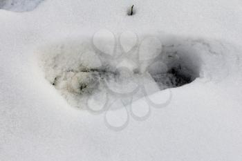 human footprints in the snow