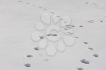 human footprints in the snow