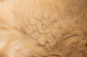Animal fur texture background