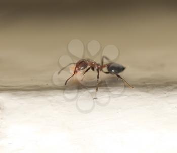 ant with food macro