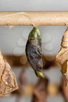 butterfly cocoons