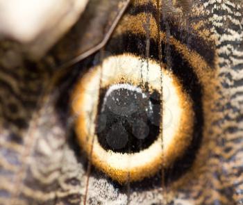 macro photo of morpho butterfly wing bottom side