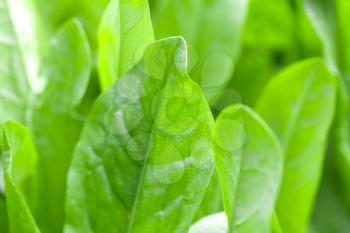 green leaves of sorrel in the background