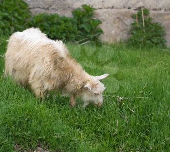 white goat grazes on grass