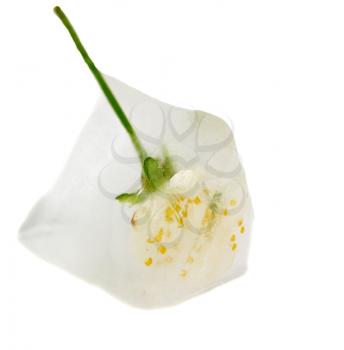 flower in ice cube on a white background