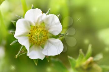 beautiful flower of strawberry in nature. macro