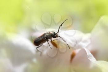 small bug on a flower in nature. macro