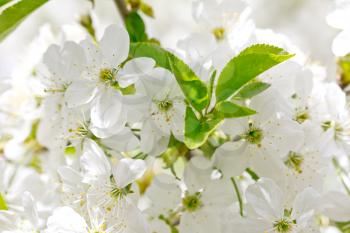 white cherry blossoms in nature. macro