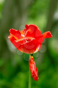 beautiful red tulip in nature