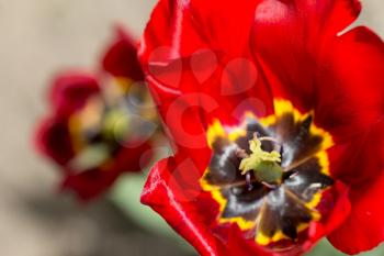 beautiful red tulip in nature. macro