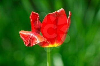 beautiful red tulip in nature