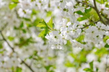 white cherry blossoms in nature. macro