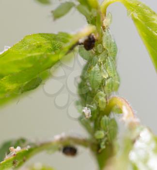 aphid on a leaf. macro