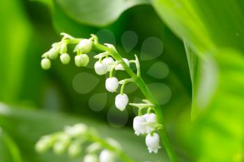 Beautiful flower lily of the valley on the nature