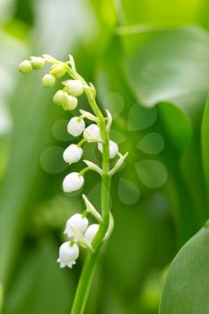 Beautiful flower lily of the valley on the nature