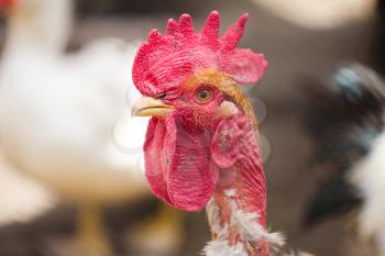 portrait of a rooster with a bare neck