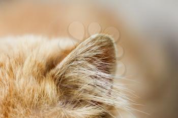 red cat ear. macro